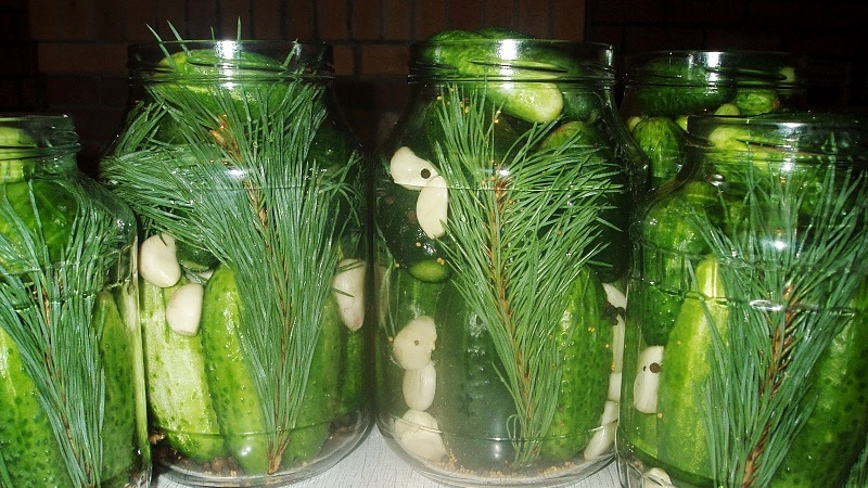 The most delicious recipes for preserving cucumbers for the winter