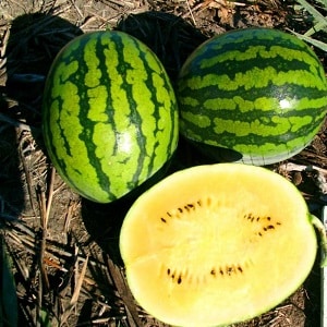 Die köstlichsten Wassermelonensorten: Beschreibung und Eigenschaften