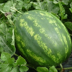 The most delicious varieties of watermelons: description and characteristics