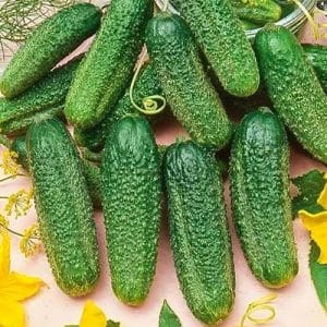 Un nuovo prodotto che è diventato uno dei preferiti di molti giardinieri: i cetrioli Siberian Garland F1