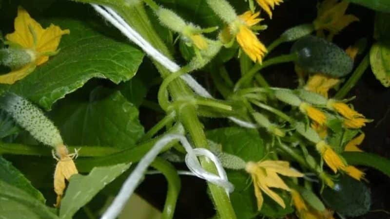 Un nuovo prodotto che è diventato uno dei preferiti di molti giardinieri: i cetrioli Siberian Garland F1