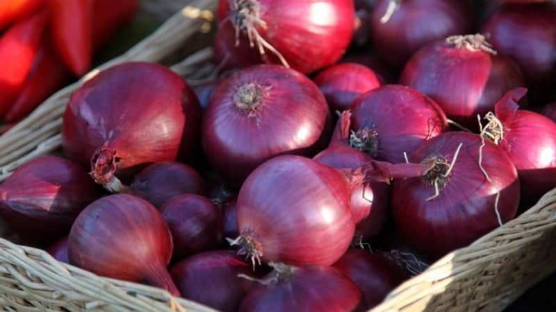 Una varietà di cipolla a maturazione precoce con una ricca tonalità rossa: Red Baron