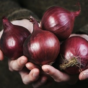 Una varietà di cipolla a maturazione precoce con una ricca tonalità rossa: Red Baron