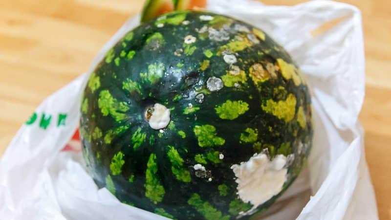 Wassermelone bis Neujahr zu Hause konservieren