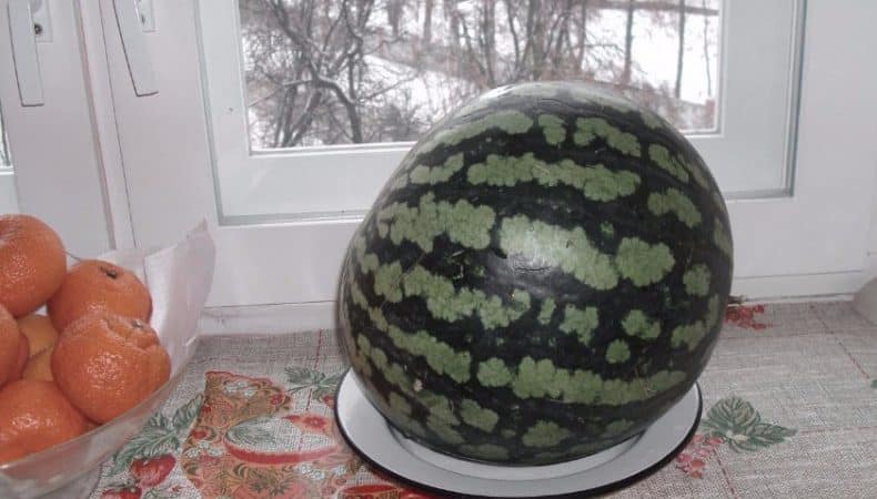 Wassermelone bis Neujahr zu Hause konservieren