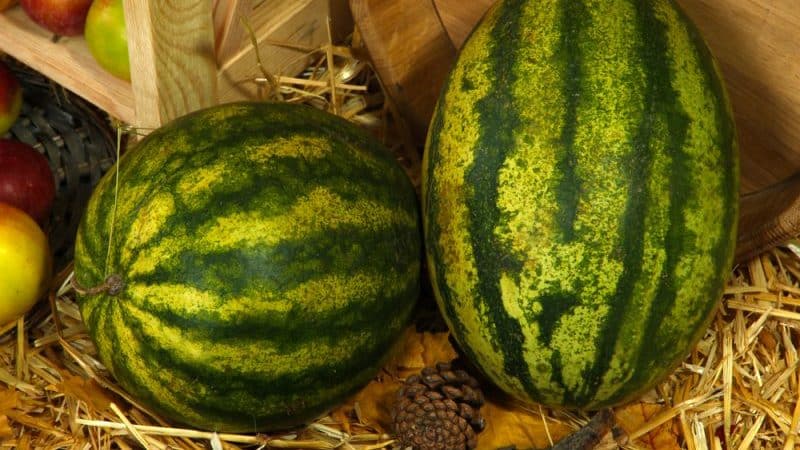 Bevaring av vannmelon til nyttår hjemme