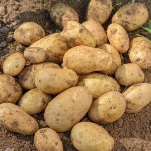 Varietà di patate da tavola medio-precoci dell'Isola di Jura