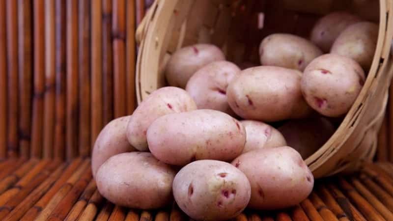 Variedad de papa Khozyayushka para cultivo en las regiones del norte.