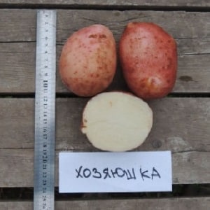 Variété de pomme de terre Khozyayushka destinée à la culture dans les régions du nord