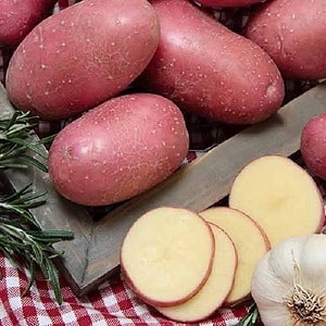 Potato variety Khozyayushka for growing in the northern regions