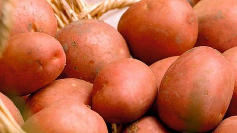 Potato variety Khozyayushka for growing in the northern regions