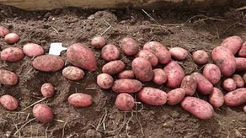 Varietà di patate Khozyayushka per la coltivazione nelle regioni settentrionali