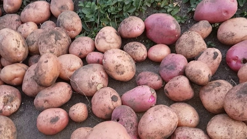 Kuzey bölgelerde yetişmek için patates çeşidi Khozyayushka