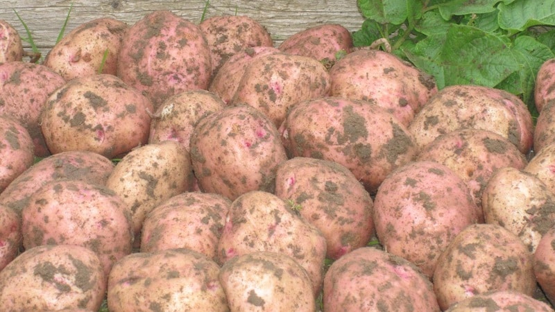 Potato variety Ilyinsky, suitable for any soil and climatic conditions