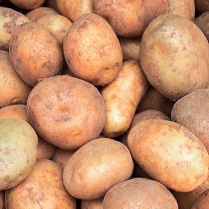 Potato variety Ilyinsky, suitable for any soil and climatic conditions