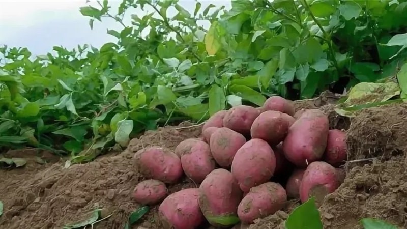 Variedad de patata Ilyinsky, apta para cualquier suelo y condiciones climáticas.