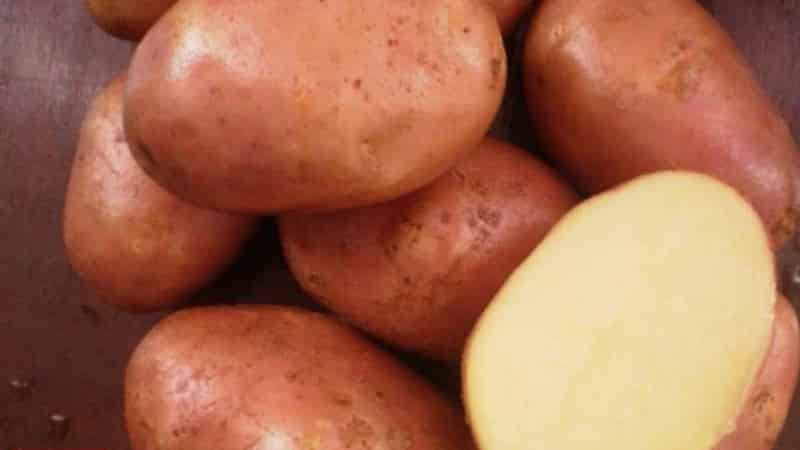 Potato variety Ilyinsky, suitable for any soil and climatic conditions