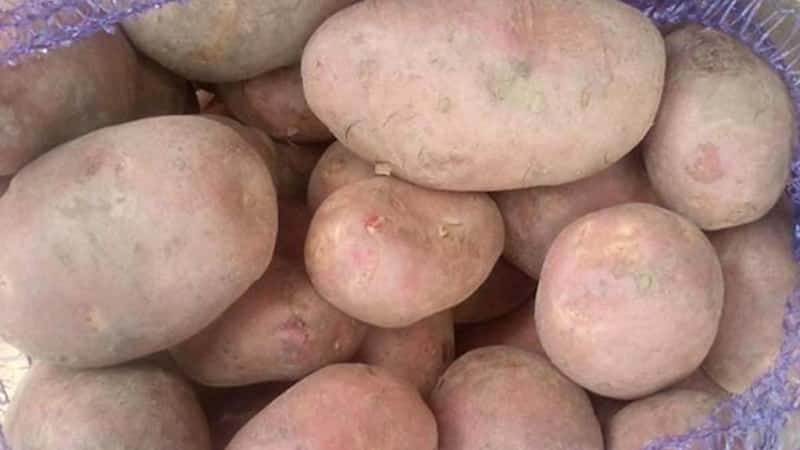 Varietà di patate Ilyinsky, adatta a qualsiasi condizione pedoclimatica