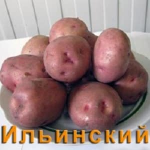 Potato variety Ilyinsky, suitable for any soil and climatic conditions