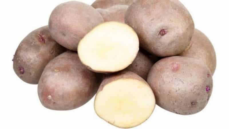 Potato variety Ilyinsky, suitable for any soil and climatic conditions