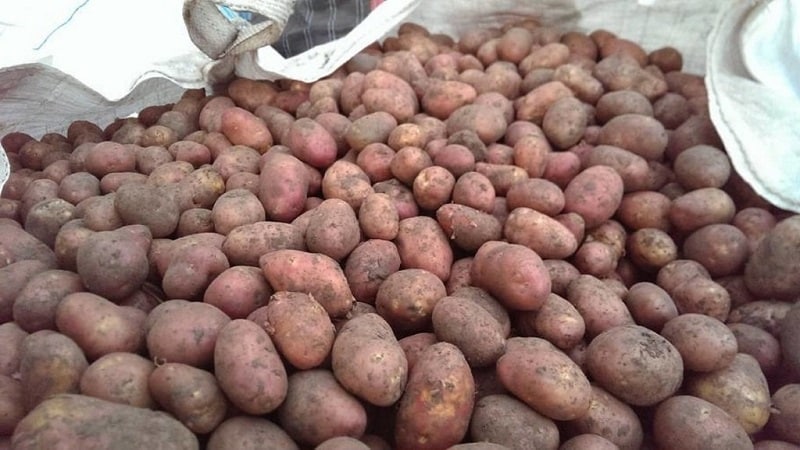 Potato variety Ilyinsky, suitable for any soil and climatic conditions