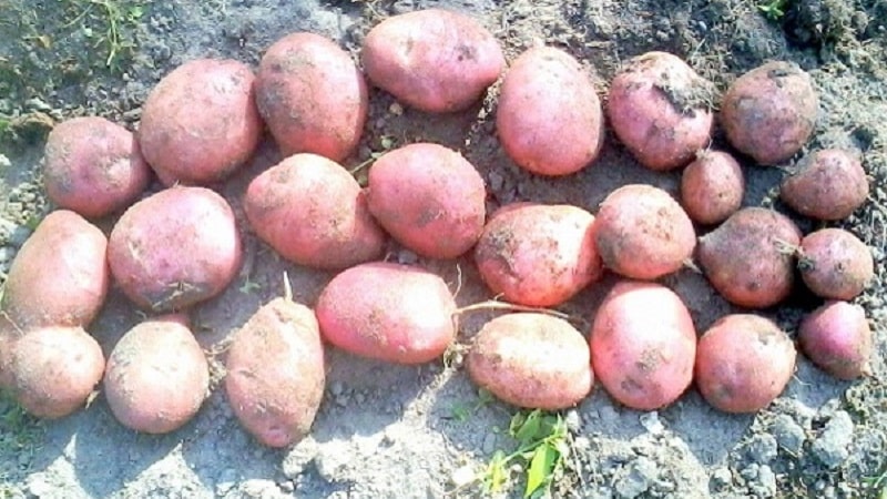 Potato variety Ilyinsky, suitable for any soil and climatic conditions