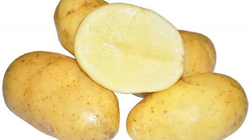 An early-ripening table potato variety, Colette, which bears fruit twice a season.