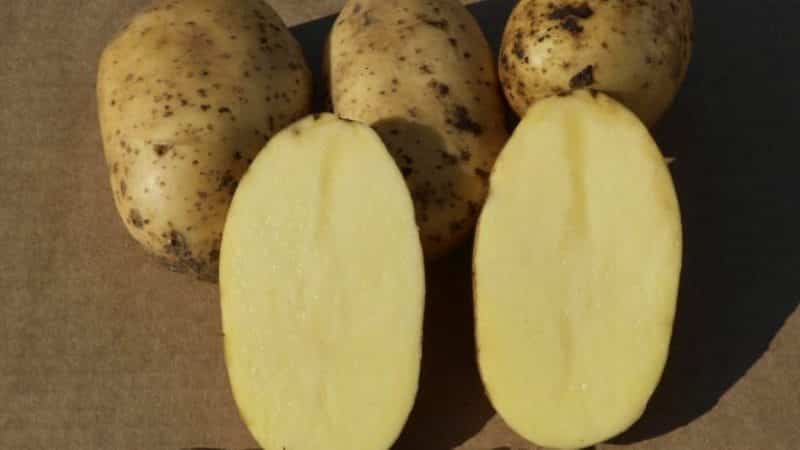 An early-ripening table potato variety, Colette, which bears fruit twice a season.