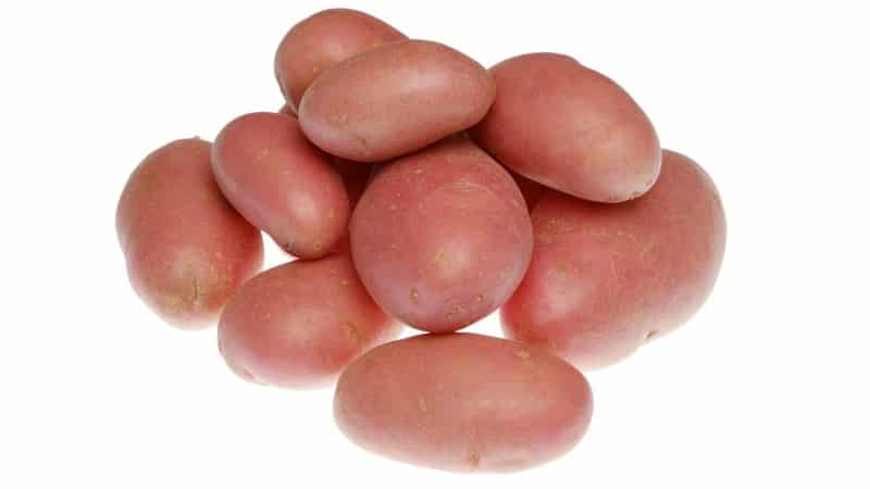 Varietà di patate Krasa con ottima presentazione e gusto eccellente