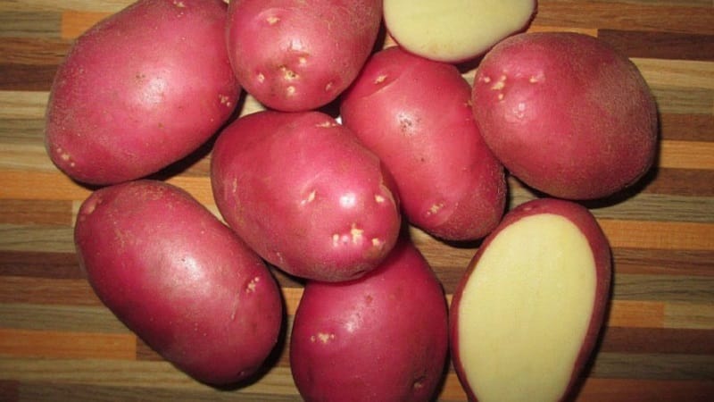 Aardappelras Krasa met uitstekende presentatie en uitstekende smaak