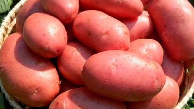 Patatas na iba't Krasa na may mahusay na presentasyon at mahusay na lasa