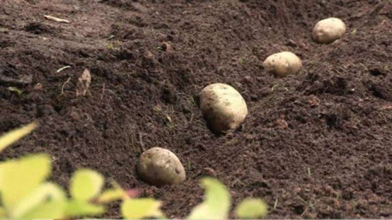 Kartupeļu šķirne Limonka: apraksts, īpašības un atsauksmes