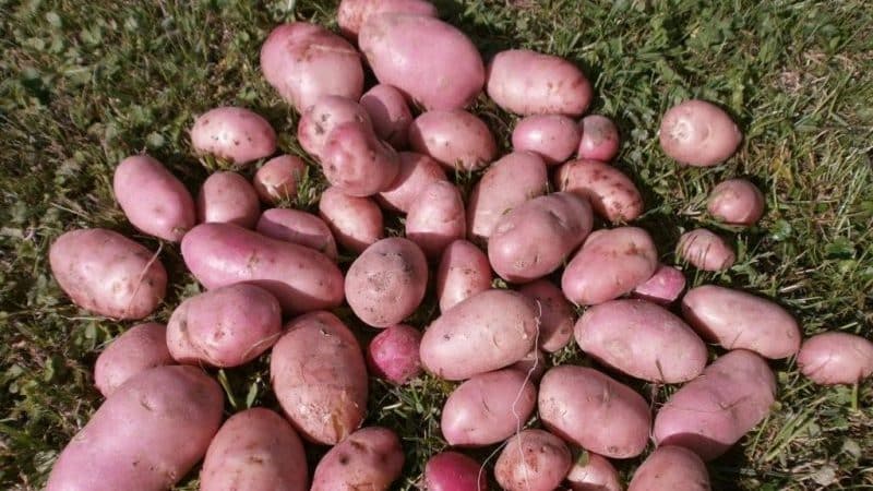 Varietà di patata medio-tardiva ad alta resa. Manifest con tuberi rossi