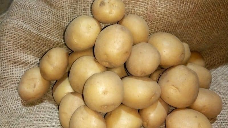 Potato variety Riviera: grows in any climatic conditions