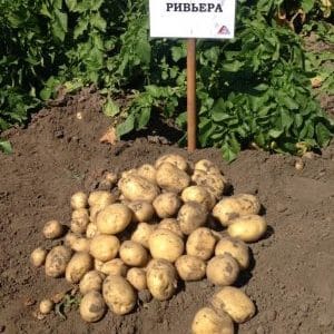 Variedad de papa Riviera: crece en cualquier condición climática.