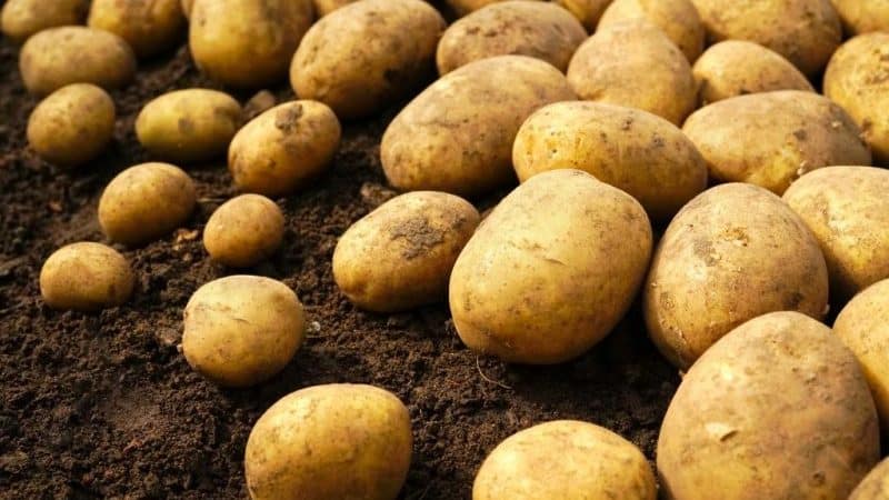 Potato variety Riviera: grows in any climatic conditions