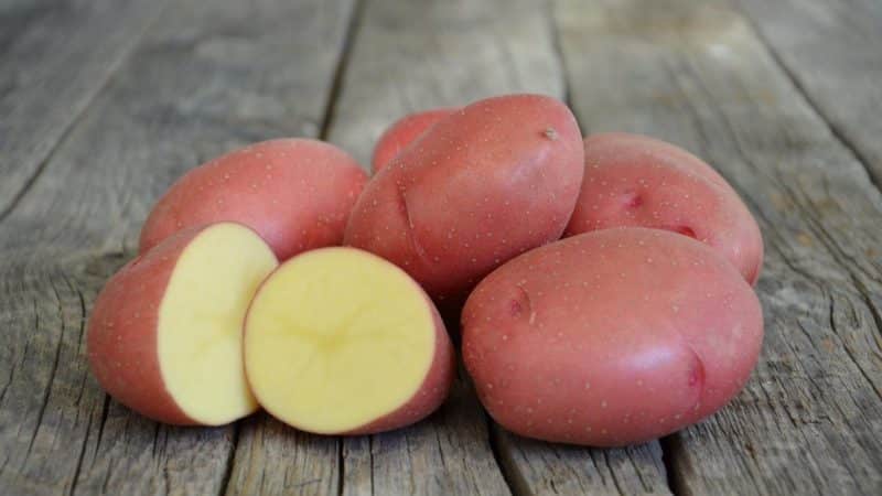 Varietà di patate a maturazione precoce Rosara per le regioni settentrionali