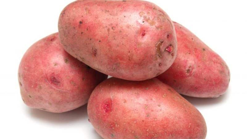 Varietà di patate a maturazione precoce Rosara per le regioni settentrionali