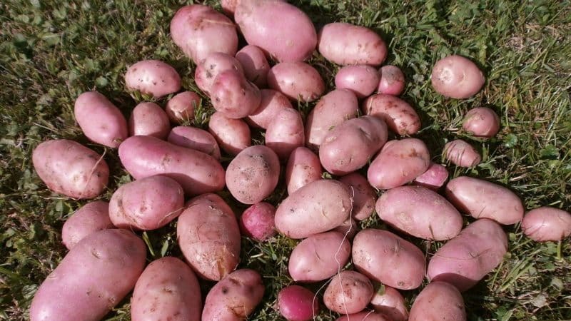 Varietà di patate a maturazione precoce Rosara per le regioni settentrionali