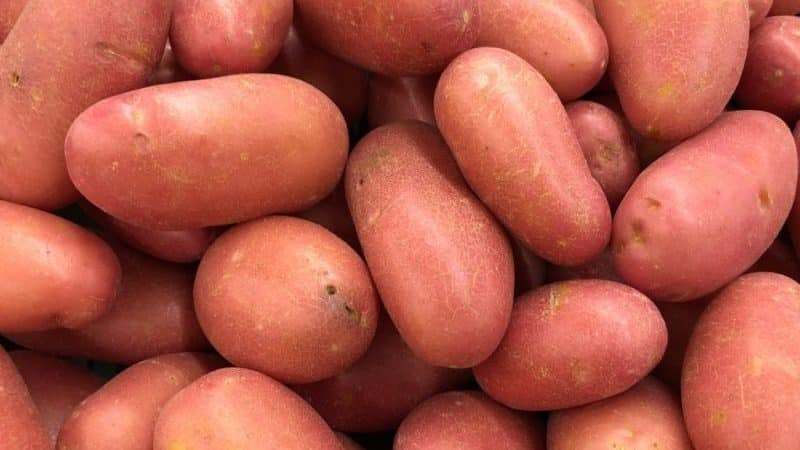 Varietà di patate a maturazione precoce Rosara per le regioni settentrionali