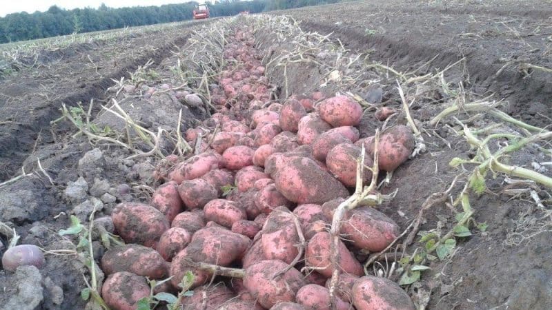 Varietà di patate a maturazione precoce Rosara per le regioni settentrionali