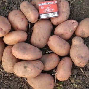 Mid-season potato variety Slavyanka with large tubers