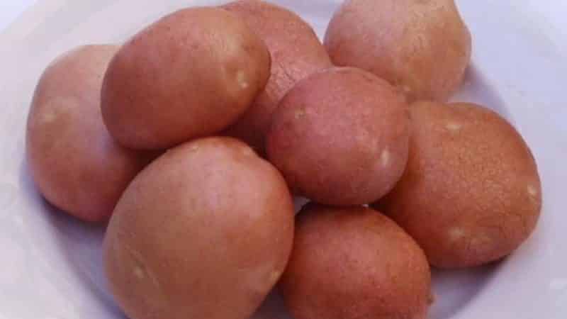 Mid-season potato variety Slavyanka na may malalaking tubers