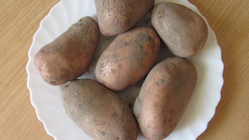 Mid-season potato variety Slavyanka with large tubers