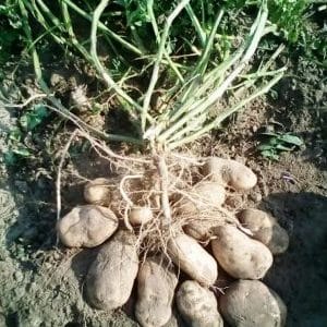 Variedad de patata de alto rendimiento y excelente sabor Sonny (Bogatyr)