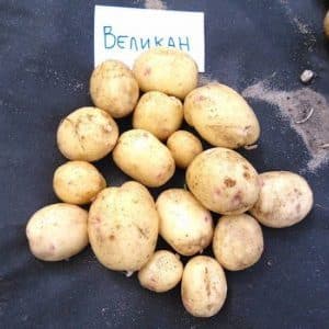 Varietà di patate giganti ad alto rendimento con tuberi grandi