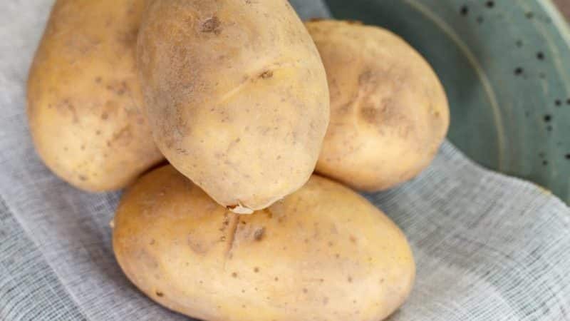 Varietà di patate giganti ad alto rendimento con tuberi grandi