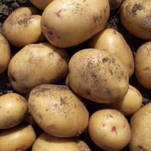 Varietà di patate giganti ad alto rendimento con tuberi grandi