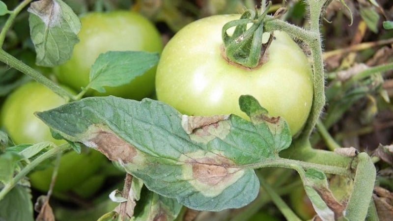 Krautfäule an Tomaten mit Kupferdraht retten – Mythos oder Realität: vollständige Analyse