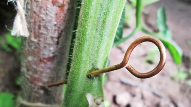 Pag-save ng late blight sa mga kamatis na may tansong wire - mito o katotohanan: buong pagsusuri